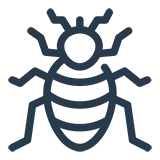 Drawing of a bed bug